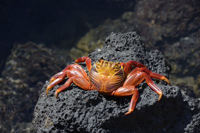 Close-up of crab on rock