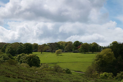 Trees on field against sky