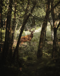 View of deer in forest