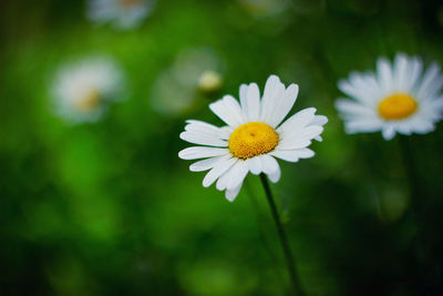 Close-up of white daisy