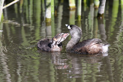 Duck swimming in lake