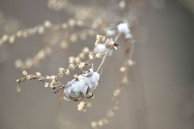 Close-up of white flowers