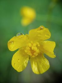 Close-up of yellow flower