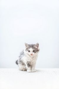 Portrait of kitten