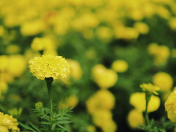 Close-up of yellow flowers blooming outdoors