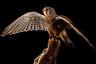 Low angle view of bird flying against sky at night