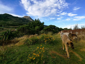 Horse on field against sky