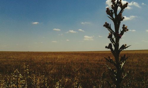 Scenic view of landscape against sky