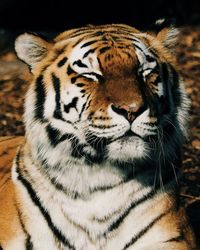 Close-up of a tiger