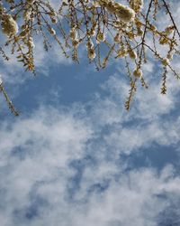Low angle view of tree against sky