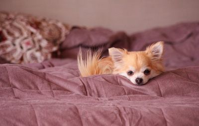 Close-up of dog lying on bed at home