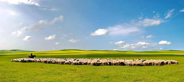 Sheep grazing on field against sky