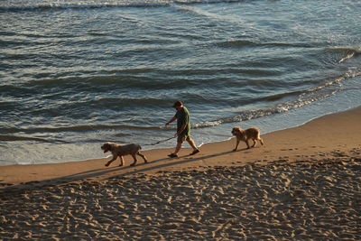Dogs walking on beach
