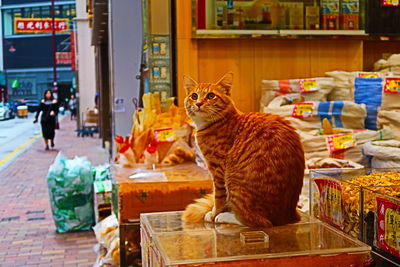 Cat sitting in a market stall for sale