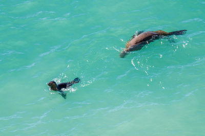 High angle view of duck swimming in sea