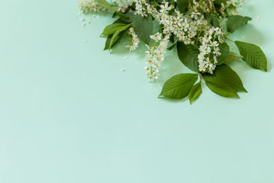 Close-up of plant against blue background