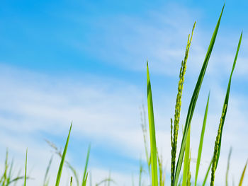 Close-up of crops growing on field against sky