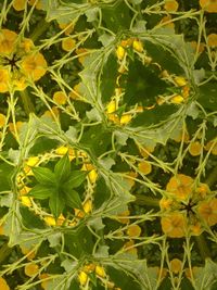 Close-up of fresh green plants