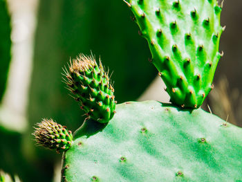 Close-up of prickly pear cactus