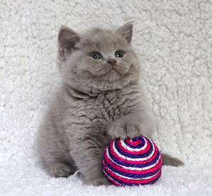 Close-up of kitten sitting