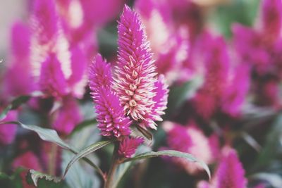 Close-up of pink flowering plant