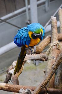 Close-up of blue parrot perching on wood