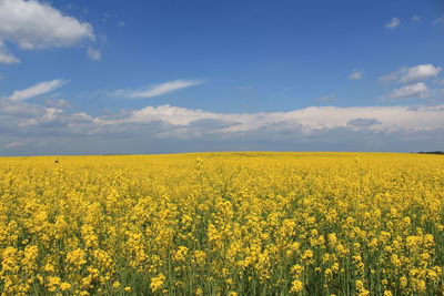 Scenic view of oilseed rape field against cloudy sky