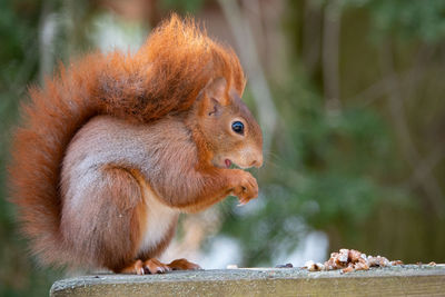 Close-up of squirrel