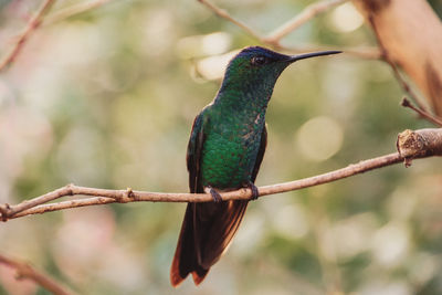 Close-up of bird perching on branch