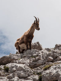 Goat on rock against sky