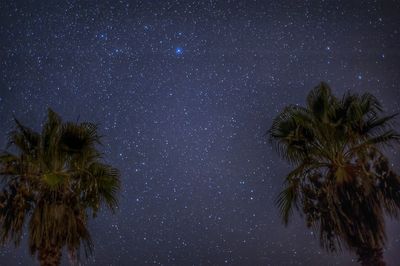 Low angle view of palm trees against sky at night