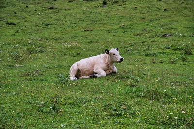 Sheep in a field