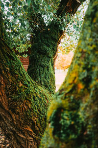 Close-up of moss growing on tree trunk