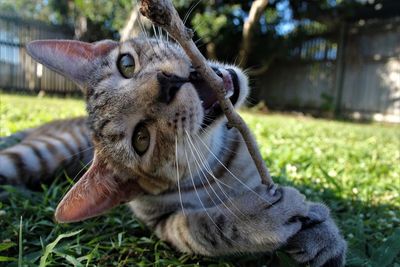 Close-up of a cat looking away