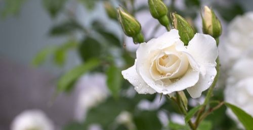 Close-up of white rose