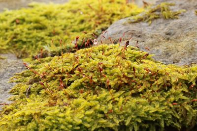 Plant growing on a tree