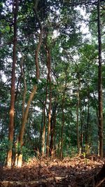 Trees in forest