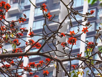 Low angle view of flowers on tree