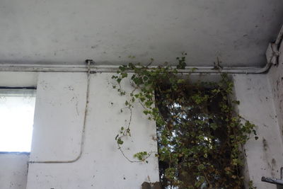 Plants against wall