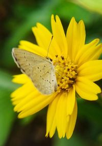 Close-up of butterfly pollinating on yellow flower