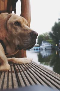 Close-up of dog against sky