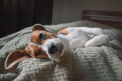 Beagle dog lying on a pillow, sleeping, sad, funny face, big ears.