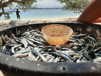 Close-up of fish on shore