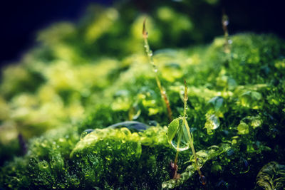 Close-up of wet plants