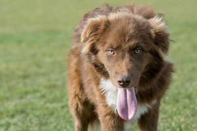 Close-up portrait of dog on field