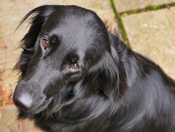 Close-up portrait of dog