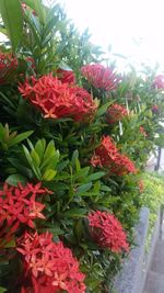 Close-up of pink flowers blooming outdoors