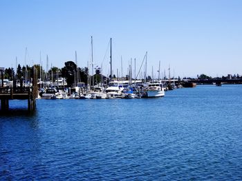 Sailboats moored at harbor