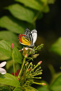 Close-up of butterfly pollinating on flower