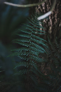 Close-up of fern